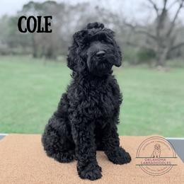 Cole - Black male Australian Labradoodle puppy in Hartshorne, Oklahoma from Jena Edmond