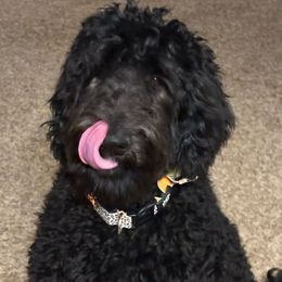 Goldendoodle puppies from Milligan Valley Goldens & Doodles