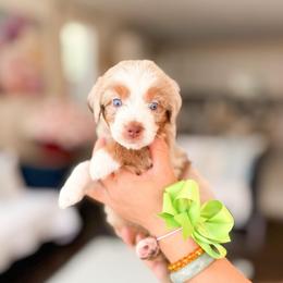 Stitch-Light Green - Blue merle male Bernedoodle puppy in Ontario, California from Teddy Doodles & Standard Poodles