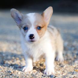 Cheerio - Sable female Pembroke Welsh Corgi puppy in Star City, Arkansas from Say When Corgi Co.