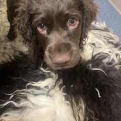 Boy 2 - male Boykin Spaniel puppy in Green Cove Springs, Florida from White Acres