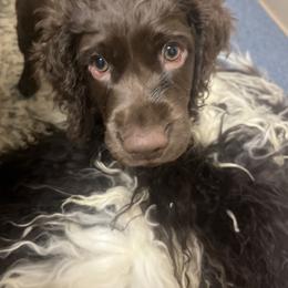 Boy 2 - male Boykin Spaniel puppy in Green Cove Springs, Florida from White Acres