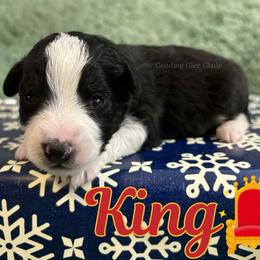 King - Black tri male Miniature Australian Shepherd puppy in Millington, Tennessee from Goading Glee Glade