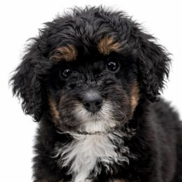 Australian Labradoodles, Cavapoos, Goldendoodles, Golden Mountain Doodles, and Poodles from Dawson's Royal Companions