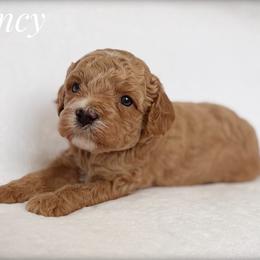 Clancy - Apricot male Cavapoo puppy in Mission, Texas from Sharyland Pets