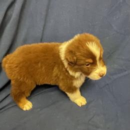 Chad - Red tri-color male Australian Shepherd puppy in Hammond, Louisiana from Gold Ring Australian Shepherds