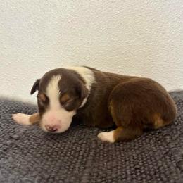 Sierra - Red tri-color female Australian Shepherd puppy in Preston, Idaho from KC Bar Ranch Aussies