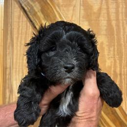 Cooper ESA lines gorgeous super coats - Black male Schnoodle puppy in Temple, Texas from Schnauzers Of Taylor