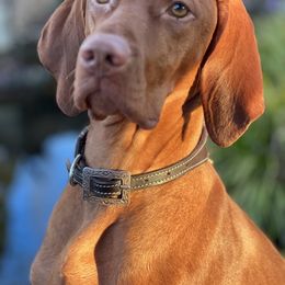 Vizsla All Grown Up from Coast Range Vizslas