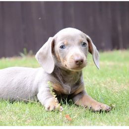 Dachshund Puppies from Wirz’s Weenies