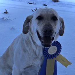 German Shorthaired Pointers and Labrador Retrievers from Kreger Lake Kennels