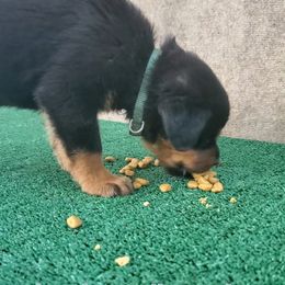 Rottweiler Puppies from Vom Haus Curbeam Rottweiler Kennel, LLC
