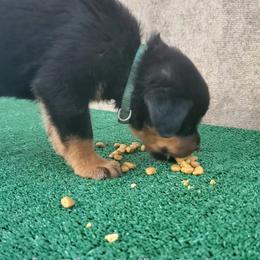 Rottweiler Puppies from Vom Haus Curbeam Rottweiler Kennel, LLC