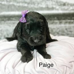 Paige - Black female Goldendoodle puppy in Pasco, Washington from Camp Doodle Woods