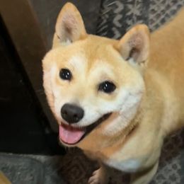 Bambi 🦌 Mameshiba - Shiba Inu
