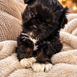 Blossom - Black and white female Shih Tzu puppy in Montgomery, Texas from Furbourne Farms