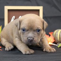 Micah - Blue fawn male American Bully puppy in Easton, Maryland from Night Court Bullies
