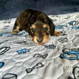 Moxie-    (Piano) - Black and cream female Dachshund puppy in Wolf Lake, Indiana from Canisteo Dachshunds