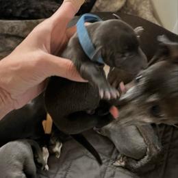 Philip - Black male Italian Greyhound puppy in Las Vegas, Nevada from Amanda's Italian Greyhounds