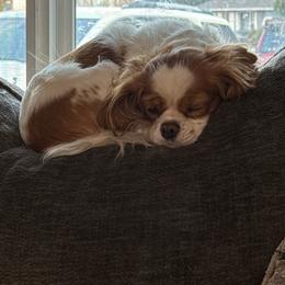 Bella - Blenheim female Cavalier King Charles Spaniel puppy in Spanaway, Washington from Roy-alty Cavaliers