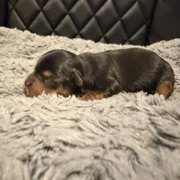 Boy - Black and tan male Yorkshire Terrier puppy in Carencro, Louisiana from Ledet’s Yorkies