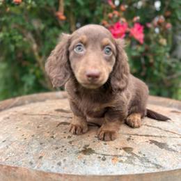 Sierra - Chocolate and tan female Dachshund puppy in Hawley, Texas from Foxy’s Dachshunds & Toy Aussies