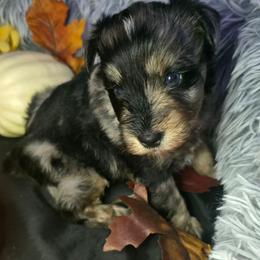 Snickers - Parti male Miniature Schnauzer puppy in Calera, Alabama from Burnett Cove Kennels