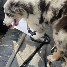 Aussiedoodle, Bulldog, Miniature Australian Shepherd, Poodle, and Toy Australian Shepherd Puppies from Mowry Creek Mini Aussiedoodles and More