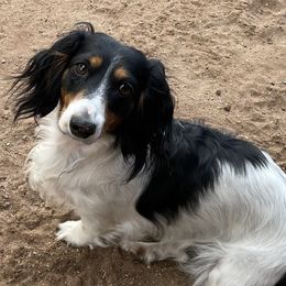 Peanut - Dachshund