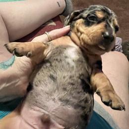 Dachshund Puppies from The Weenie Herd Mom