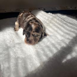 Maya - Brown white and tan female Cockapoo puppy in Lillington, North Carolina from Peace, Love, and Puppies at the Creek