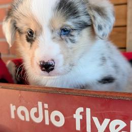 Milo - Blue merle and white male American Corgi puppy in Shawnee, Oklahoma from Sunray Ranch