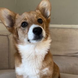 Gus - White and red Pembroke Welsh Corgi puppy in Hinton, Oklahoma from Corgi Farms