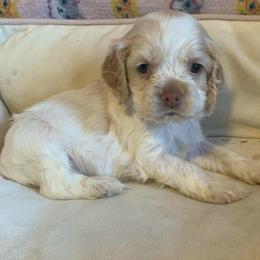 Boy 2 - Buff and white male Cocker Spaniel puppy in Gadsden, Alabama from Rich Cat’s