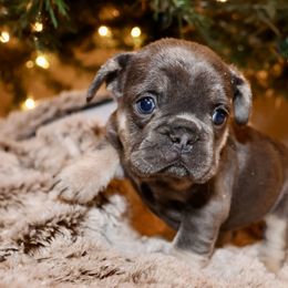 French Bulldog and Rottweiler Puppies from Muletown Rotties