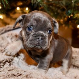 French Bulldog and Rottweiler Puppies from Muletown Rotties