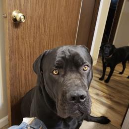 Boerboel All Grown Up from Legion Boerbooels