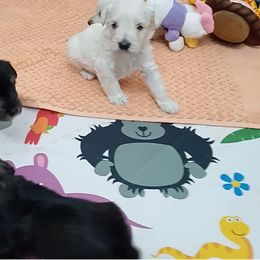 Boy 5 - Wheaten Miniature Schnauzer puppy in Kannapolis, North Carolina from Schnauzer Affinity