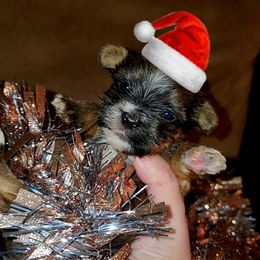 Teacup rdy4Christmas Bieweryorkie - Fawn male Companion Cross puppy in West Enfield, Maine from GRIFFEY'S SPA AND KENNEL