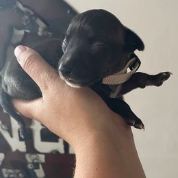 Enzo - Black male Italian Greyhound puppy in Lancaster, Missouri from White Stone Ranch