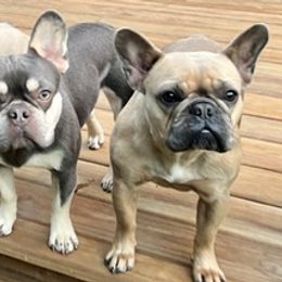French Bulldogs from Field of Frenchies