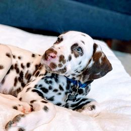 Dalmatian Puppies from Sublime Dalmatians