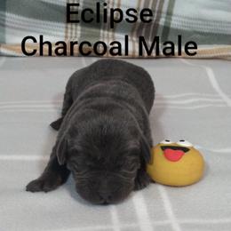 Eclipse - Charcoal male Dilute Retriever puppy in Madras, Oregon from GT Labradors