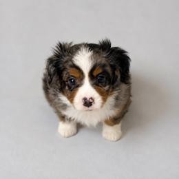 Cobalt - Merle male Cavapoo puppy in Knoxville, Tennessee from Duke’s Forever Doodles