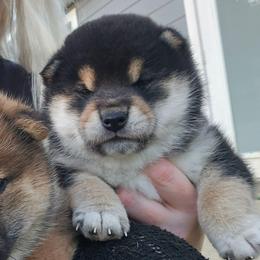 Meeko - Black and tan male Shiba Inu puppy in Marianna, Florida from Diwasou