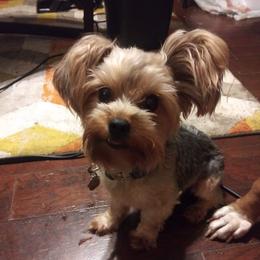 Ruger - Yorkshire Terrier