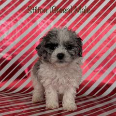 Stilton - Merle male Shichon puppy in De Pere, Wisconsin from Kinzor Kennels