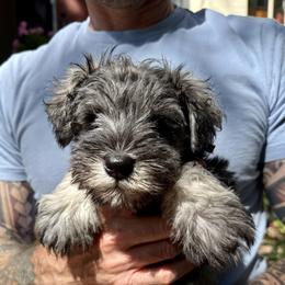 Blossom - Salt and pepper female Miniature Schnauzer puppy in Washington, Washington, D.C. from Mark's Miniature Schnauzers