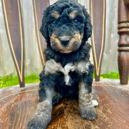 Ferrari - Phantom female Bernedoodle puppy in Urbandale, Iowa from Bernedoodlesbest