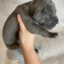 Great Dane Puppies from Parker's Great Danes